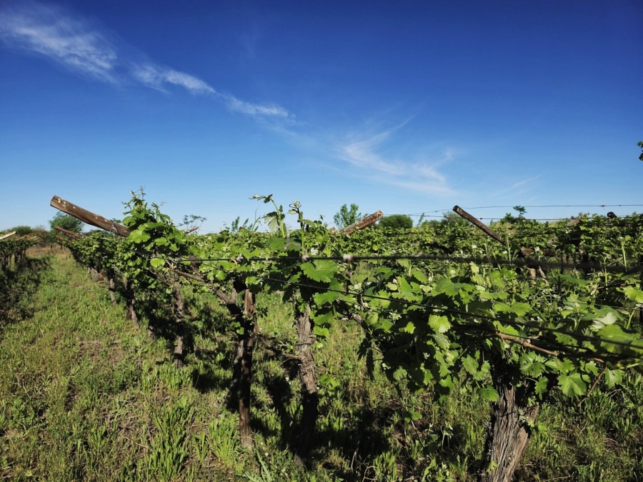 Commercial Property for Sale in Keimoes Rural Northern Cape